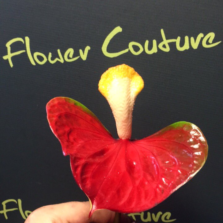 Flower_Couture's tweet photo. New Tropical anthuriums.. very cool 😎😳😆#shellcoral or #redmiracle guess which is which?! 🤗#tropicalanthurium #bespokeflowers #flowercouture https://t.co/zmH7gTHdhh