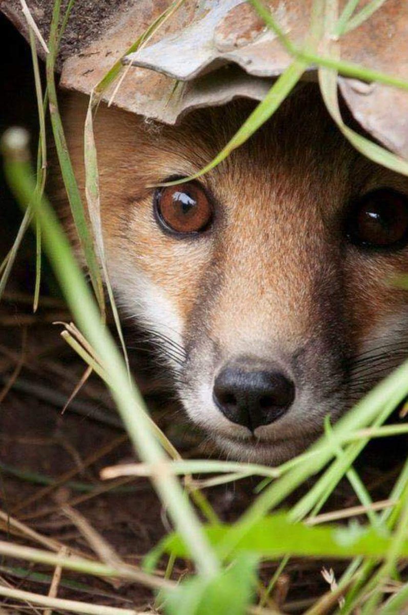 peteswildlife's tweet photo. 'Vote could see all hunting banned from National Trust land 'https://t.co/t2Cmq3IHOF ITV video @BlueFoxCAFH https://t.co/JCwf1w4hWU