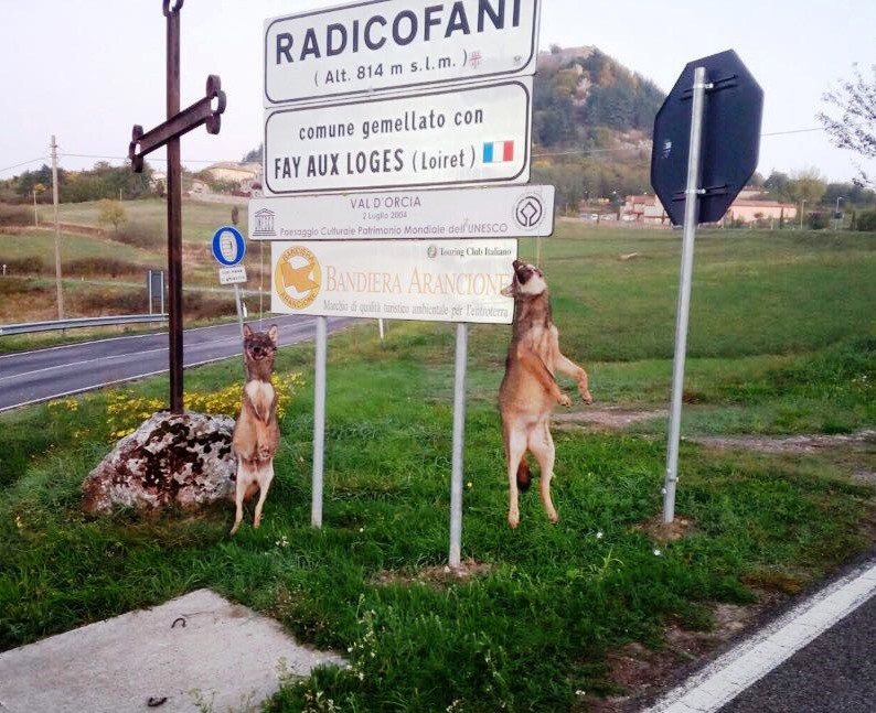 lifemedwolf's tweet photo. Impiccati due canidi a #Radicofani. Il progetto #medwolf esprime sdegno e condanna questo vile gesto. https://t.co/RnQYoRqLUc https://t.co/ZsuGCi2wPK