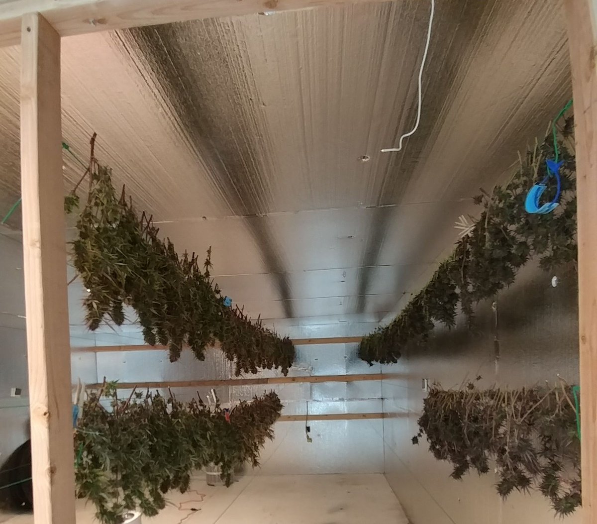 futurelandcorp's tweet photo. Early bloomers are already drying... https://t.co/fswkpQ6la9