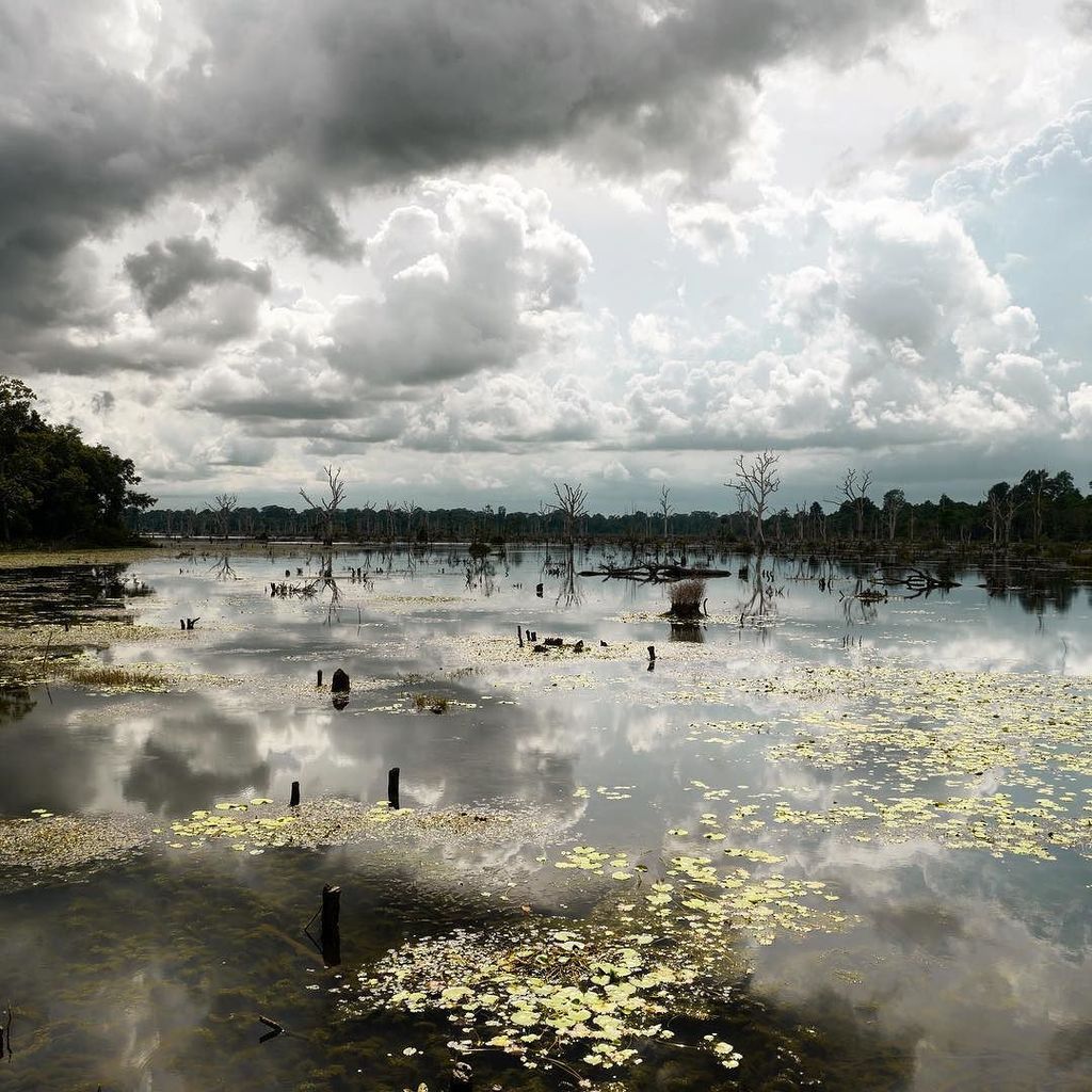 gpandehis's tweet photo. Cambodian swamp https://t.co/CUQjkZaQg9 https://t.co/q5KzlP2rCD