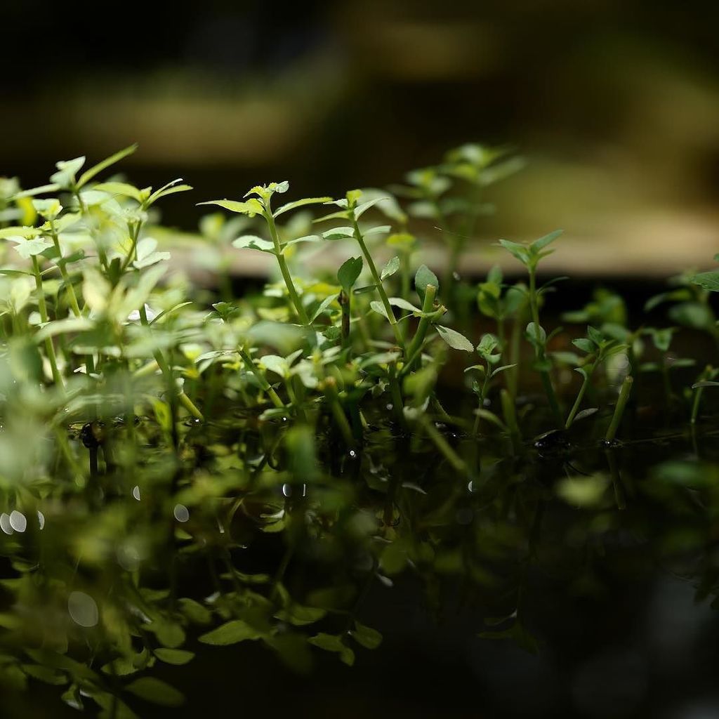 gpandehis's tweet photo. The undergrowth https://t.co/fzNQ7enGtK https://t.co/R69n3XKuuk