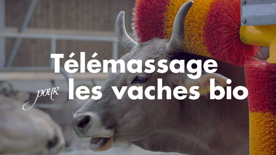 Agence_Helice's tweet photo. 🐮 Massez une vache, gagnez une brique de lait. Une opération pour le moins originale ! https://t.co/tdJH99docI https://t.co/9MOAJd5tuc