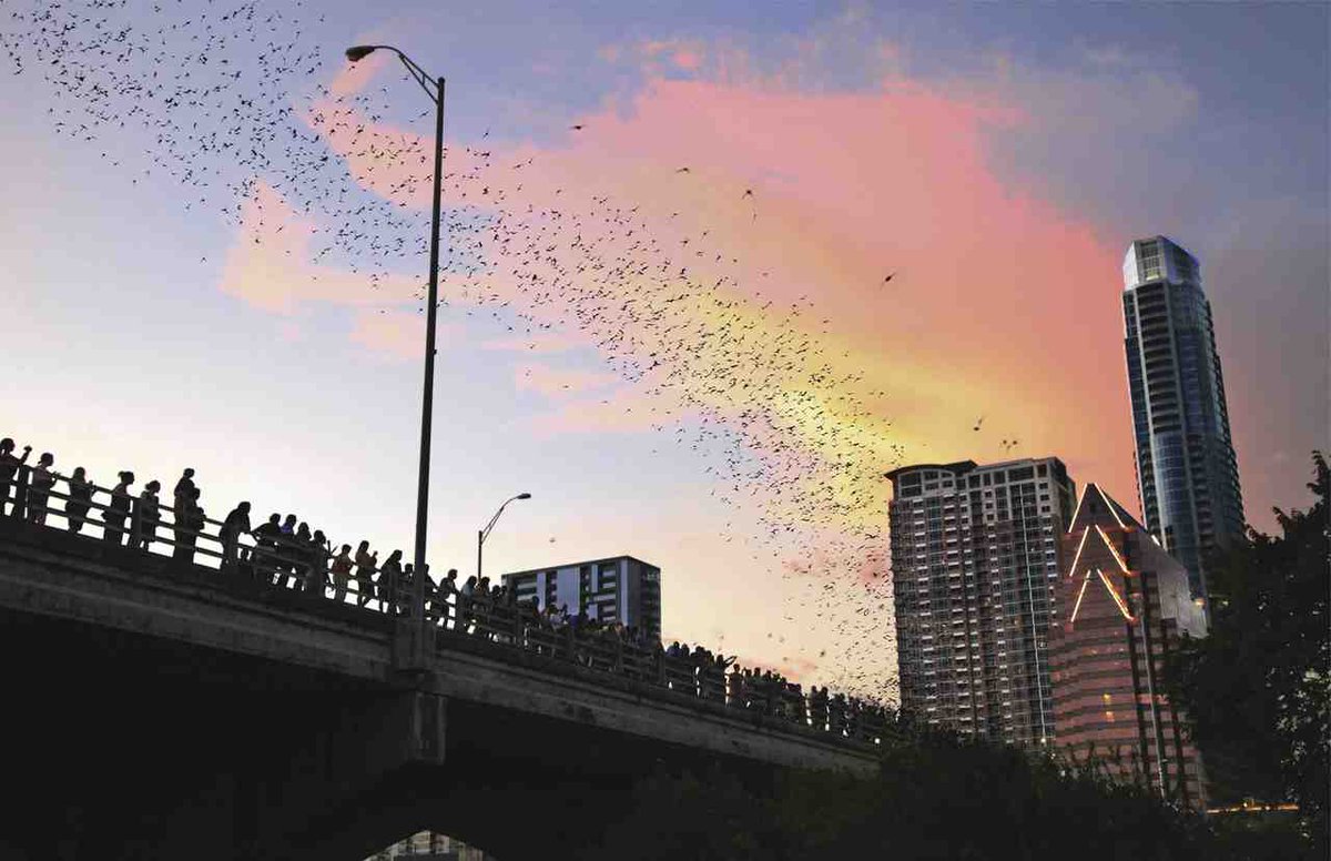 ChucksACRepair's tweet photo. #DidYouKnow that even bats love #Austin? We have the country's highest urban bat population! https://t.co/BZQwsC24bM https://t.co/DwUxUptkgM