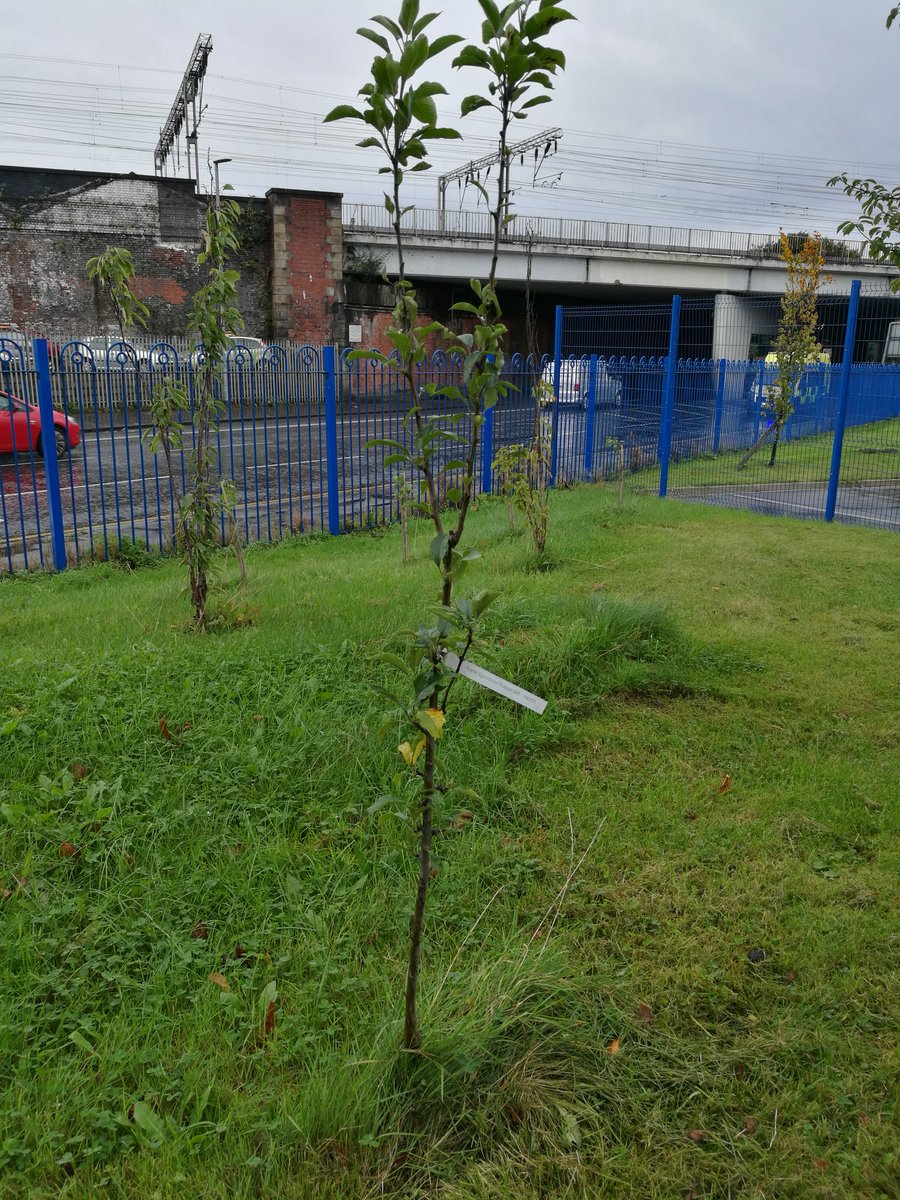PrimaryFoodEd's tweet photo. 1 of many varieties of apple trees we have recently planted. #childrengrowing#kitchengarden
#getchildrengrowing @SoilAssociation https://t.co/NEE1N7Siw1