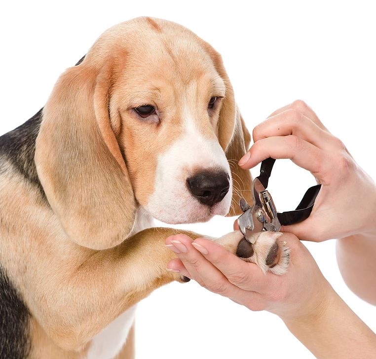 WeAcceptPets's tweet photo. From #doggy #makeovers, clipping of claws, trimming and tidying or just a simple shampoo and blow dry - Messy Mutts will ensure your #pet leaves looking great, smelling fantastic and feeling fabulous.
https://t.co/eFf0DdbJHm
#DogGroomer #Bathtime #MessyMutts https://t.co/cLKW3r7Nlc