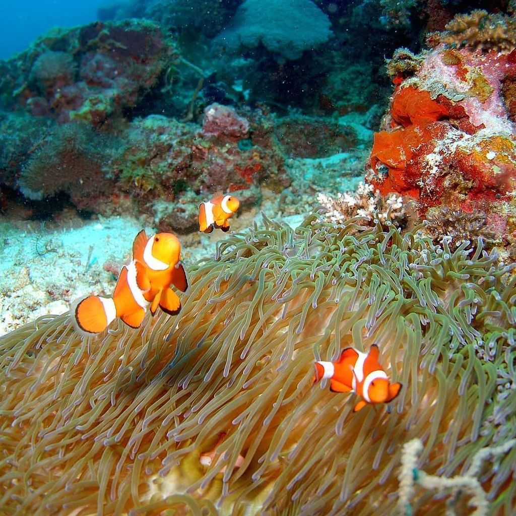 Finding Nemo Fridays 🌊
.
.
#findingnemo #underthesea #marinelife #clownfish #anemone #underwater #scuba #dive #liv… ift.tt/2kLJ3gr
