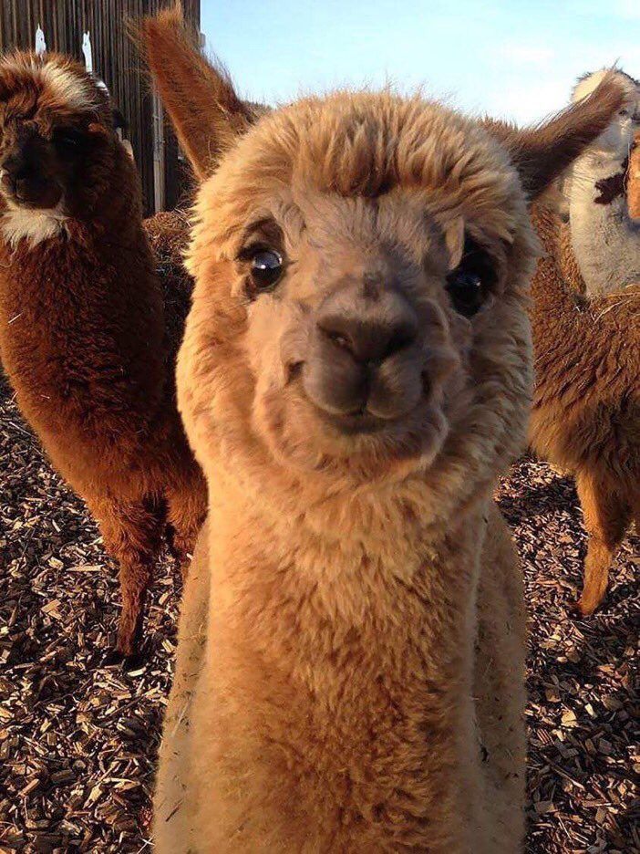 CauseWereGuys's tweet photo. if you're having a bad day... here's a smiling alpaca https://t.co/iGiA7WaAUC