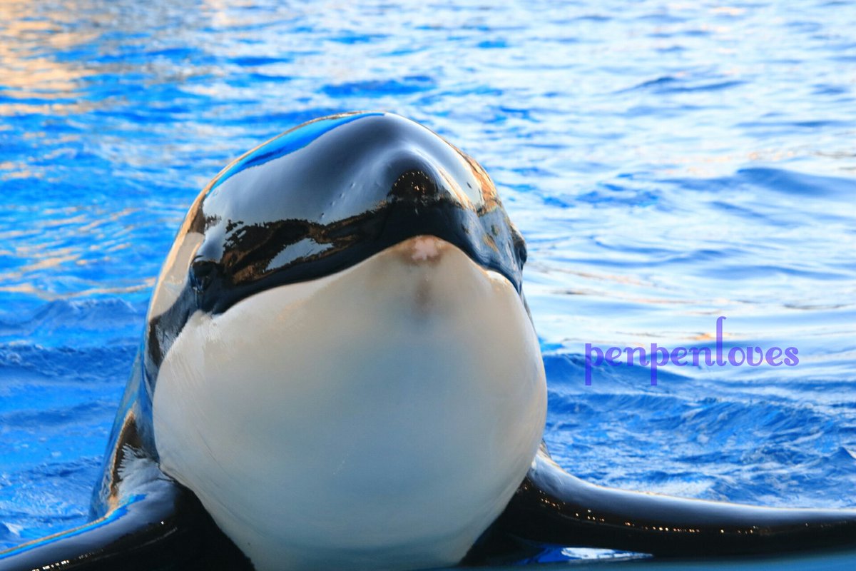 葉月はづき Penpenloves على تويتر アース9歳のお誕生日おめでとう シャチ 名古屋港水族館 ファインダー越しの私の世界 葉月はづき Penpenloves على تويتر アース9歳のお誕生日おめでとう シャチ 名古屋港水族館 ファインダー越しの私の世界