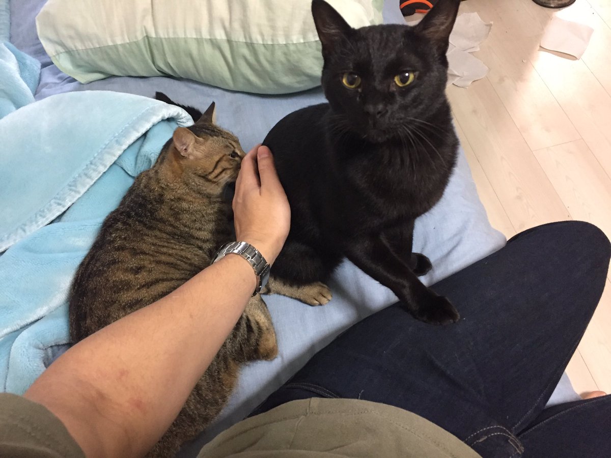 らってん技研 ウチのウォッカちゃん 3歳の黒猫 が急死しました 僕がこれまで出会った猫 の中で一番強烈な甘えん坊で ストーカーのような猫だっただけに あまりにも突然でショックです ご冥福をお祈りします ウォッカちゃん 1年半毎日癒してくれて らってん技研 ウチのウォッカちゃん 3歳の黒猫 が急死しました 僕がこれまで出会った猫 の中で一番強烈な甘えん坊で ストーカーのような猫だっただけに あまりにも突然でショックです ご冥福をお祈りします ウォッカちゃん 1年半毎日癒してくれて