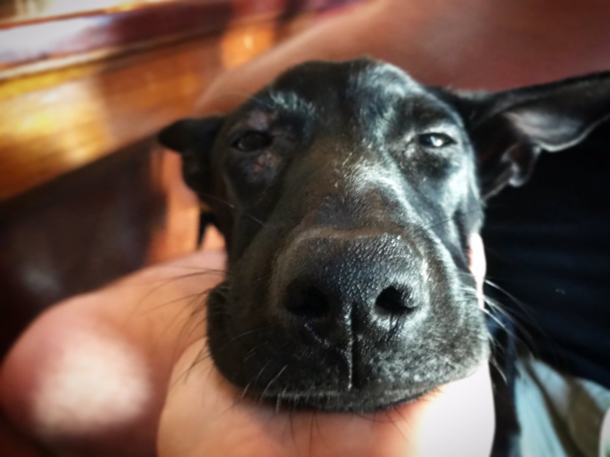 My new friend. #foster #dogs