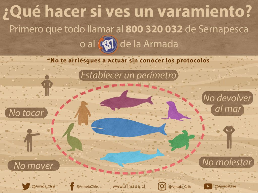 Subpesca 🐟🇨🇱 tweet media