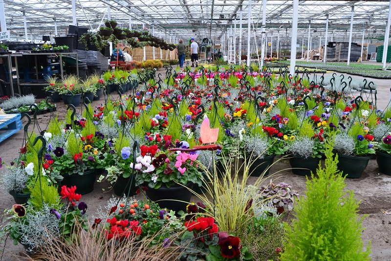 DunbarGC's tweet photo. #FreebieFriday Head over to our FB page &amp; win yourself an Autumn hanging baskets or patio planter! #giveaway https://t.co/yxwbqHxaXx https://t.co/6ddlrA2AZw