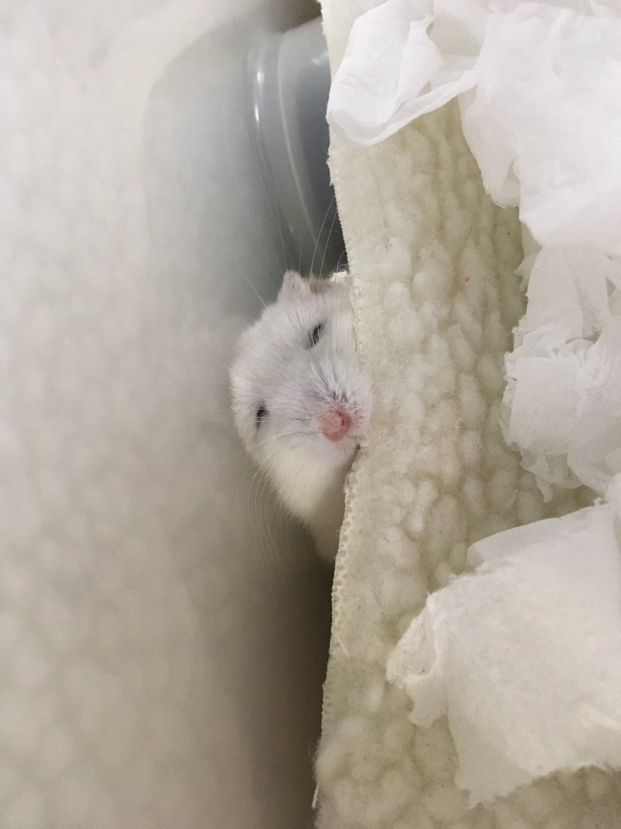 _DAIFUKU1128's tweet photo. え、めっちゃ潰されてるじゃん https://t.co/2uNSFhEBa7