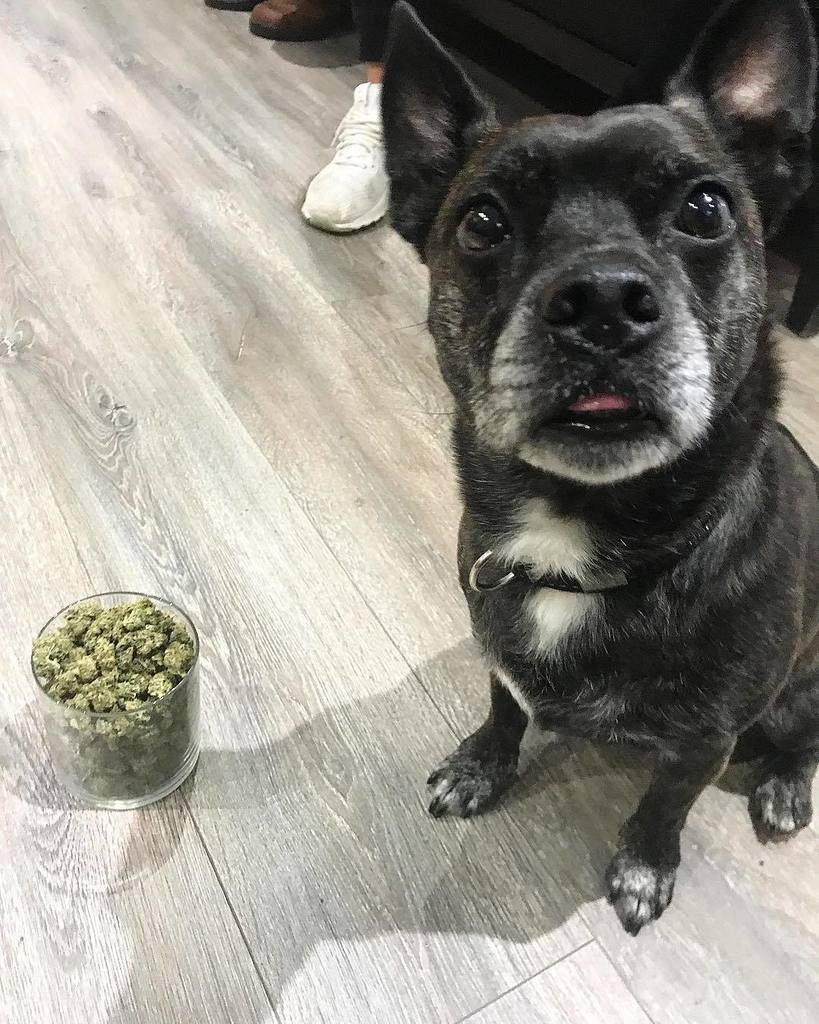 PeaceAndLoveTO's tweet photo. our good boy Super Jack has a #PSA about #SuperJack (the cannabis strain) She is one super #SATIVA that mixes Supe… https://t.co/y1MsJbe81p https://t.co/YhdHxVbf9n