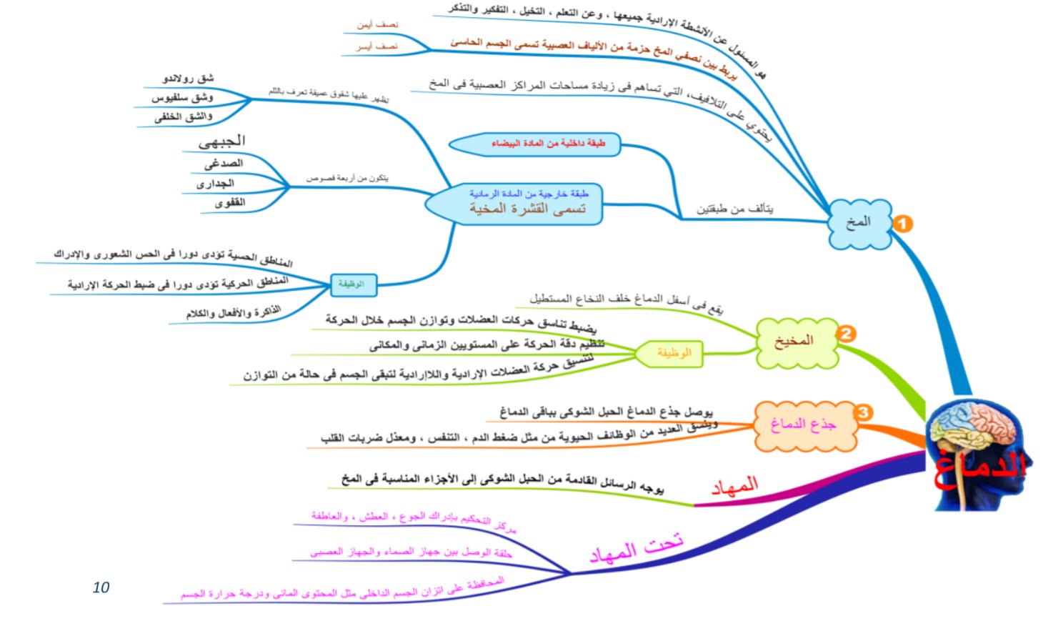 الخريطة الذهنية لدرس الجهاز العصبي