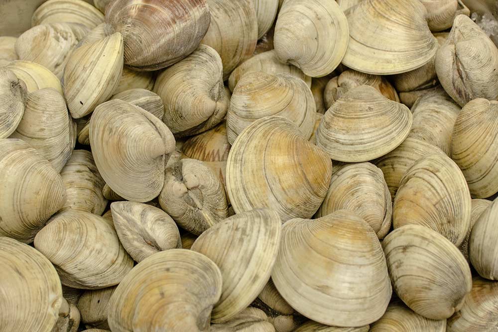 wardsseafood's tweet photo. Retail Specials: Mahi-Mahi Fillet $15.99 LB, Halibut Fillet $24.99 LB, Large Shrimp $11.99 LB, Littleneck Clams $3.99 Dz. https://t.co/8FiWQhcXkM