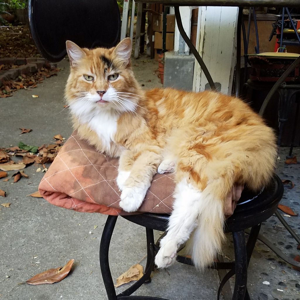 directorebeccer's tweet photo. Rosie the cat has been known to drink prosectors under the table... ask Ernest, he's seen it himself. #Elixir2017 https://t.co/QXNAKVWq1K https://t.co/r4QIL1slaO