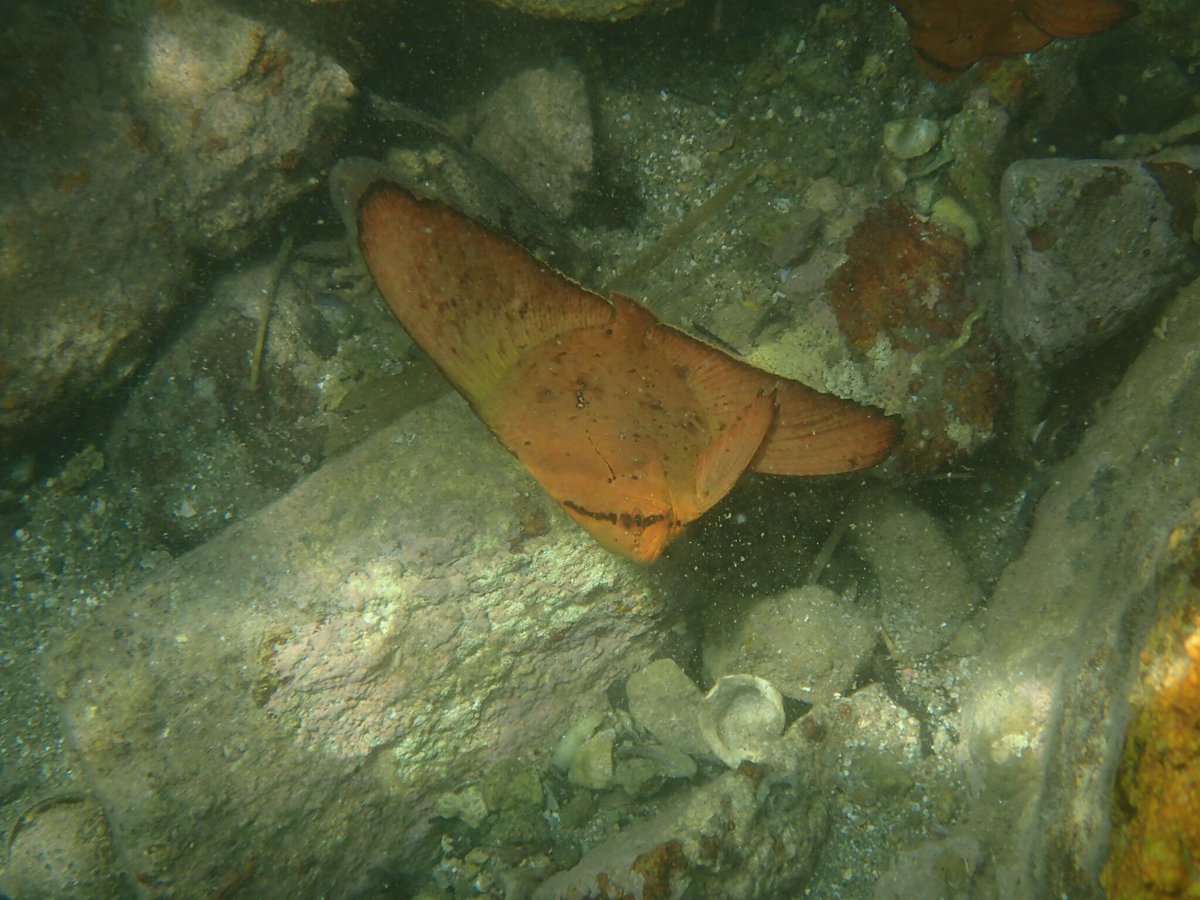 九大生研 海洋班 בטוויטר 魚種紹介 ナンヨウツバメウオyg 薩摩半島 本種は幼魚と成魚で大きく姿が違います 幼魚は表層を波に揺られて 枯葉に擬態して漂います 成魚は体長60cm程になり 群れで泳ぎます 九大生研 海洋班 בטוויטר 魚種紹介 ナンヨウツバメウオyg 薩摩半島 本種は幼魚と成魚で大きく姿が違います 幼魚は表層を波に揺られて 枯葉に擬態して漂います 成魚は体長60cm程になり 群れで泳ぎます