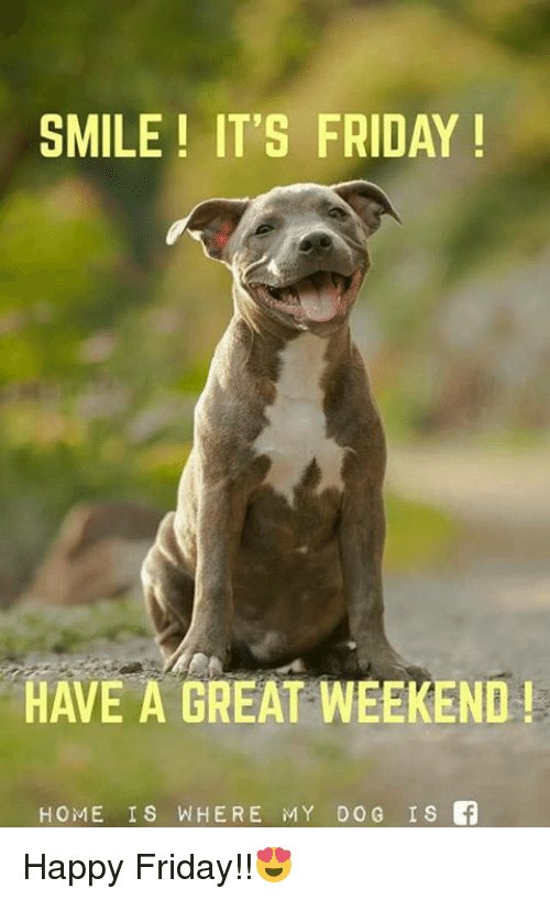 DogRunnin tweet media