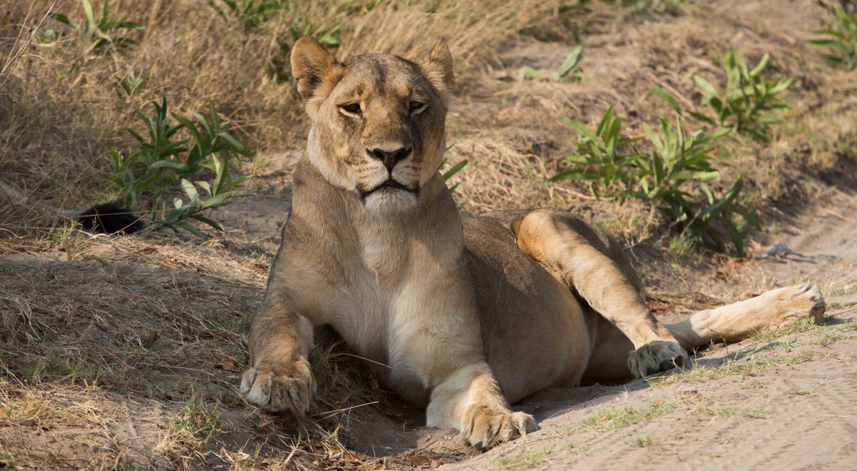 DrPaulFunston's tweet photo. @CecilLives pride still doing well in #HwangeNationalPark but now under the rule of another very old lion Bubesi #LetLionsLive https://t.co/TKKWP78Wch