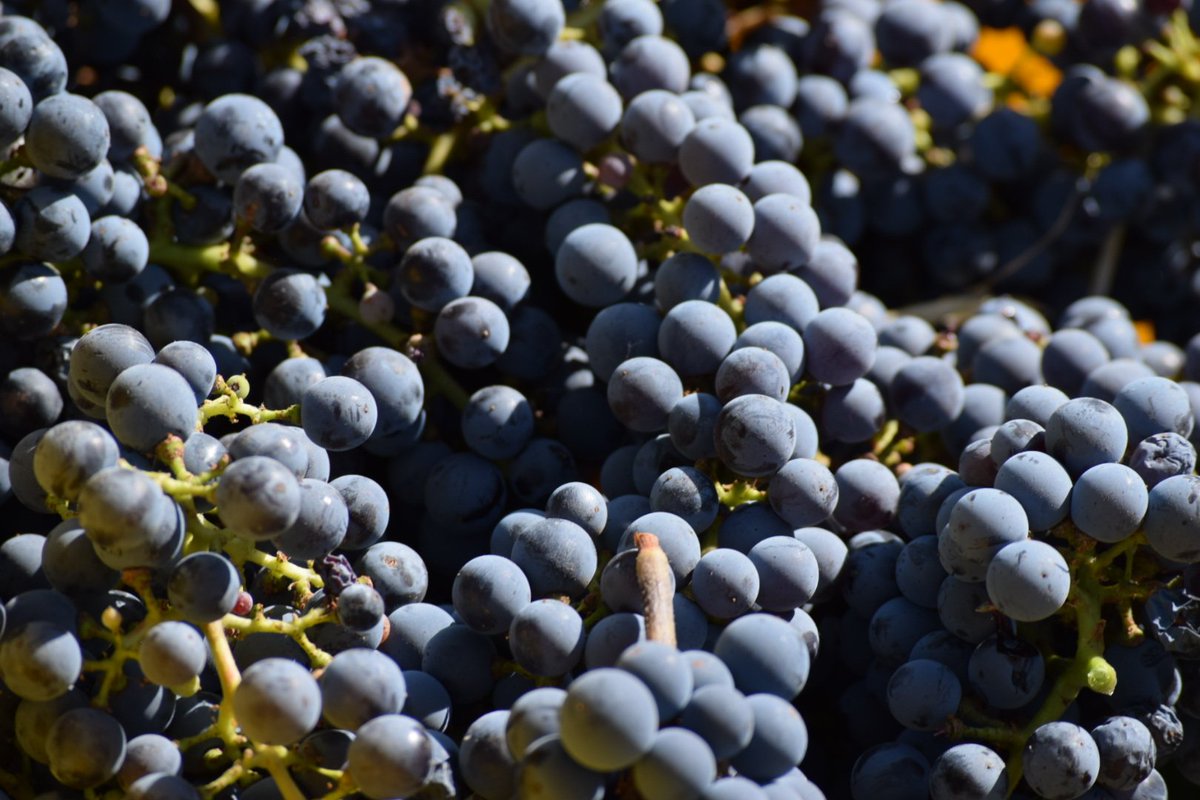 amylieberfarb's tweet image. Lodi #wine growers ready to receive fruit from any wineries at need!! HELP LINK HERE:  
instagram.com/p/BaIOnbTl5Z5/ #sonoma #napa #sonomafires