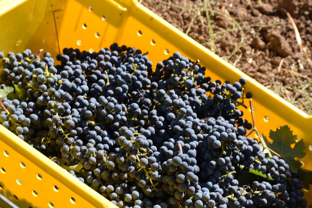 amylieberfarb's tweet image. Lodi #wine growers ready to receive fruit from any wineries at need!! HELP LINK HERE:  
instagram.com/p/BaIOnbTl5Z5/ #sonoma #napa #sonomafires