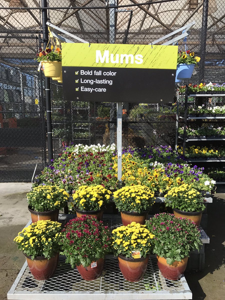 vwiAsheville's tweet photo. We have plenty of Fall color at #HD702 in Kingsport, Tn.@VWIGreenhouse @Jaydeckard @BryanhunterHall https://t.co/hZllQ97waM