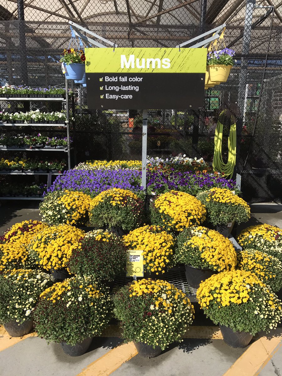 vwiAsheville's tweet photo. We have plenty of Fall color at #HD702 in Kingsport, Tn.@VWIGreenhouse @Jaydeckard @BryanhunterHall https://t.co/hZllQ97waM