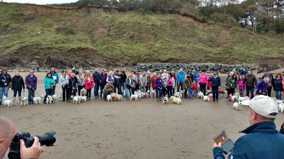 Mades loadza new furryfwends last week at a westie walk #Westie #dogsoftwitter #filey #beach #woof #fun