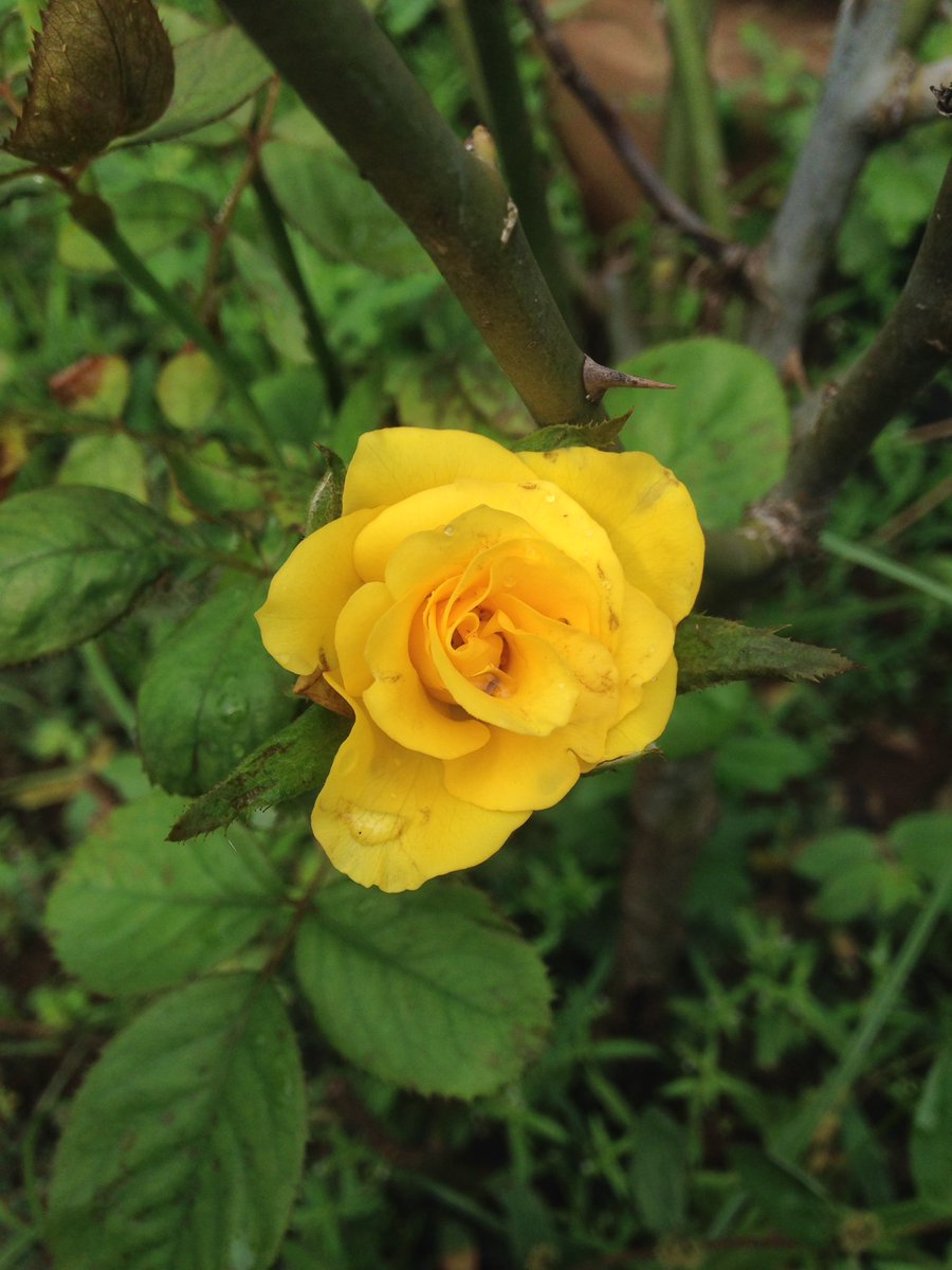 ssvchowdary's tweet image. 