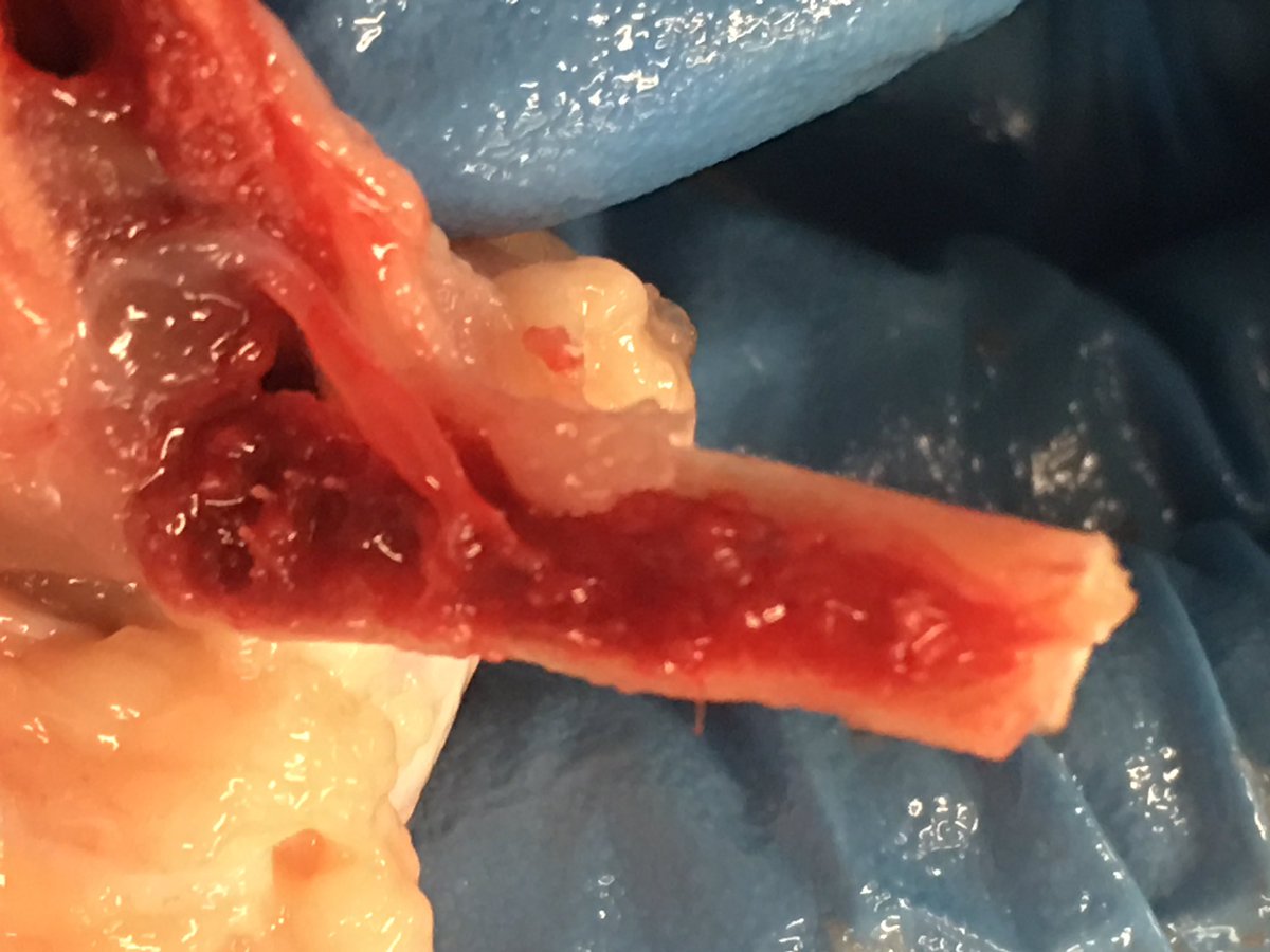 GWSSMathSci's tweet photo. Chicken Wing Dissection.  Could have done a PowerPoint...decided to DO science. #TypesOfTissues #ScienceShouldBeHandsOn  #HDSB https://t.co/Q1QumUYnEp