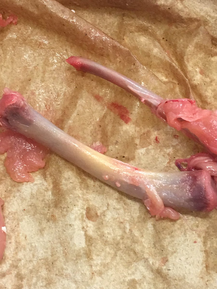 GWSSMathSci's tweet photo. Chicken Wing Dissection.  Could have done a PowerPoint...decided to DO science. #TypesOfTissues #ScienceShouldBeHandsOn  #HDSB https://t.co/Q1QumUYnEp
