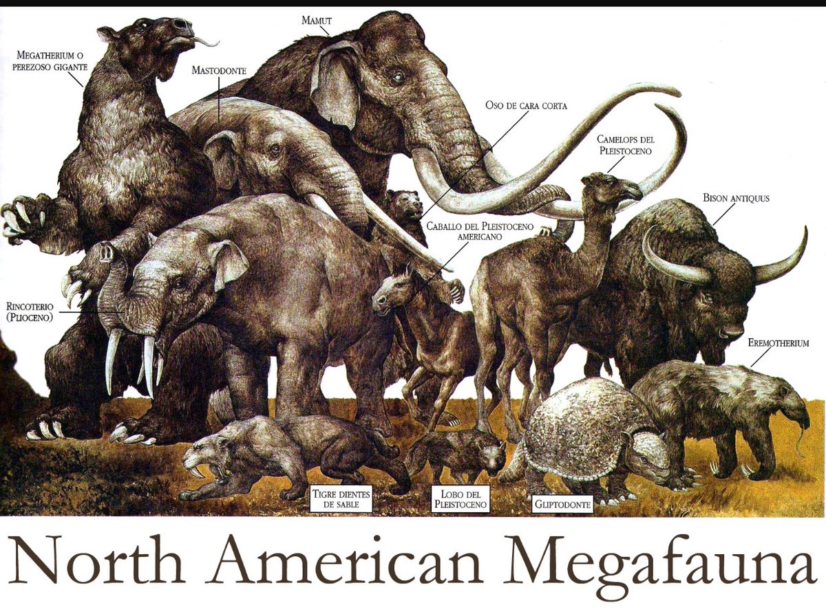 north american megafauna