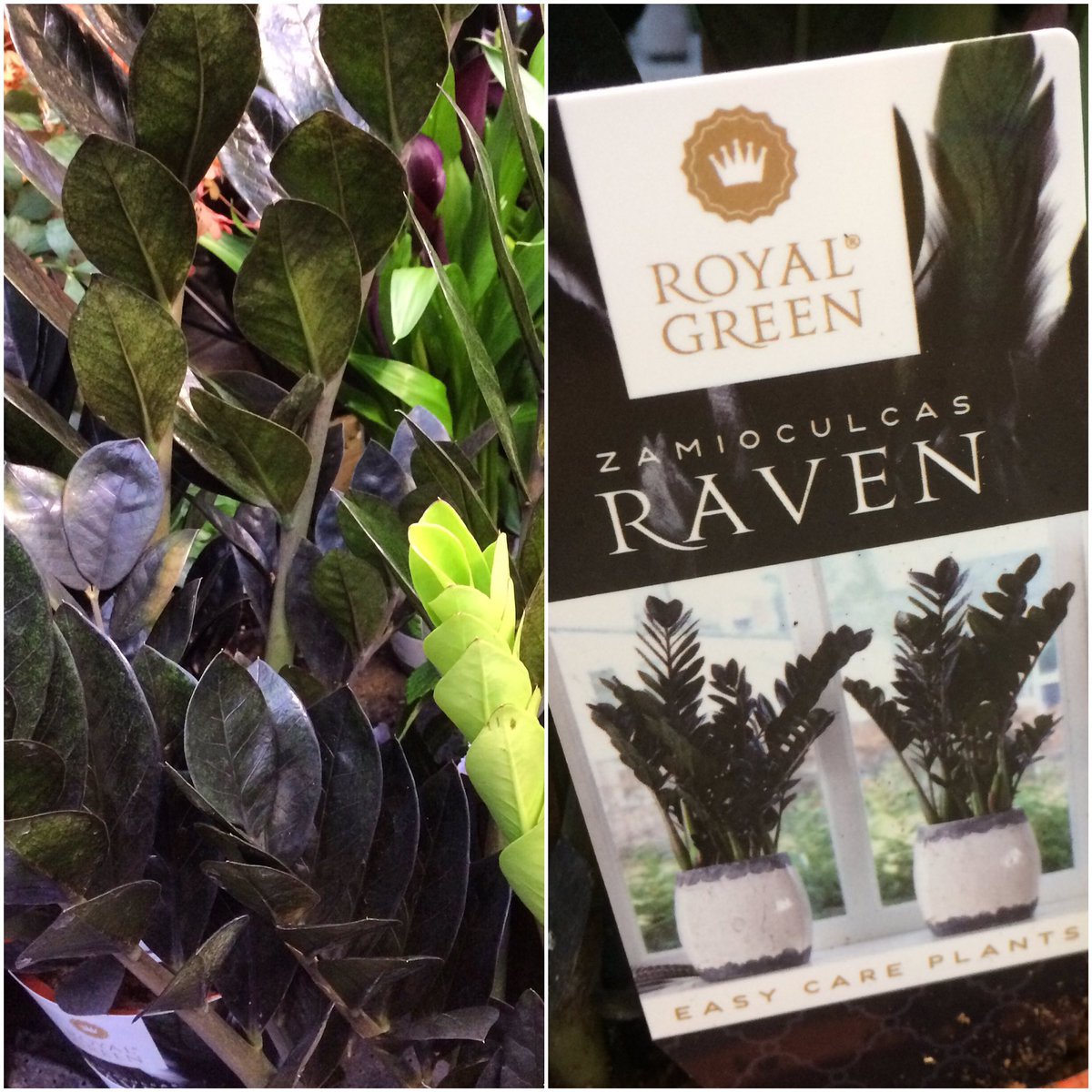 Carpo The Zz Plant New Black Leafed Variety Raven Is Really Eye Catching Zamioculcas Zamiifolia Is A Great Indoor Plant Squiresgc Milford T Co Al0j7j3vge