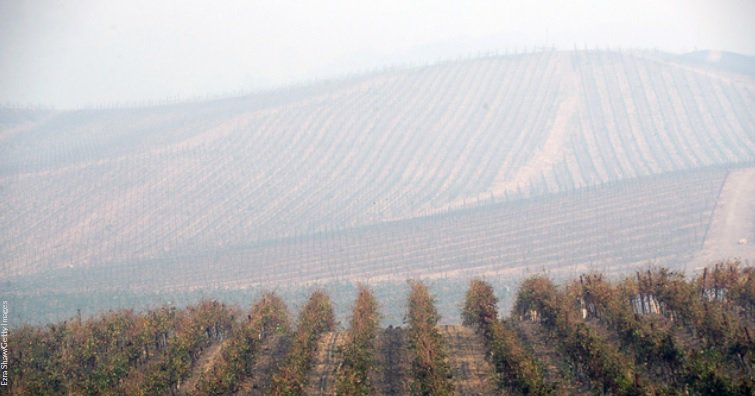 Disastrous harvests across the world means #wine prices could be going up bit.ly/2wT25TH?source… https://t.co/S0NQWzBk6l