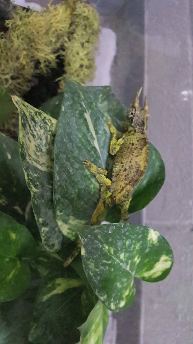 HannaSumrall's tweet photo. @TAMUGVertBiol Reptile! Common name: Jackson's chameleon Scientific name: Triceros jacksonii https://t.co/KUYuelynU4