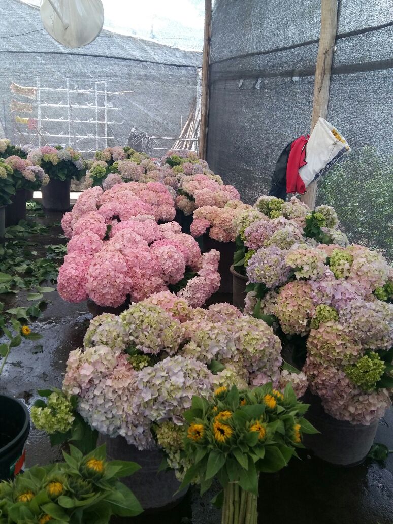 SENADI_Ecuador's tweet photo. La #DNOV trabajó con el sector de innovación florícola en el Centro de Experimentación de Desarrollo de Variedades de Hortensias
#IEPIaporta https://t.co/f6zzE1hQpc