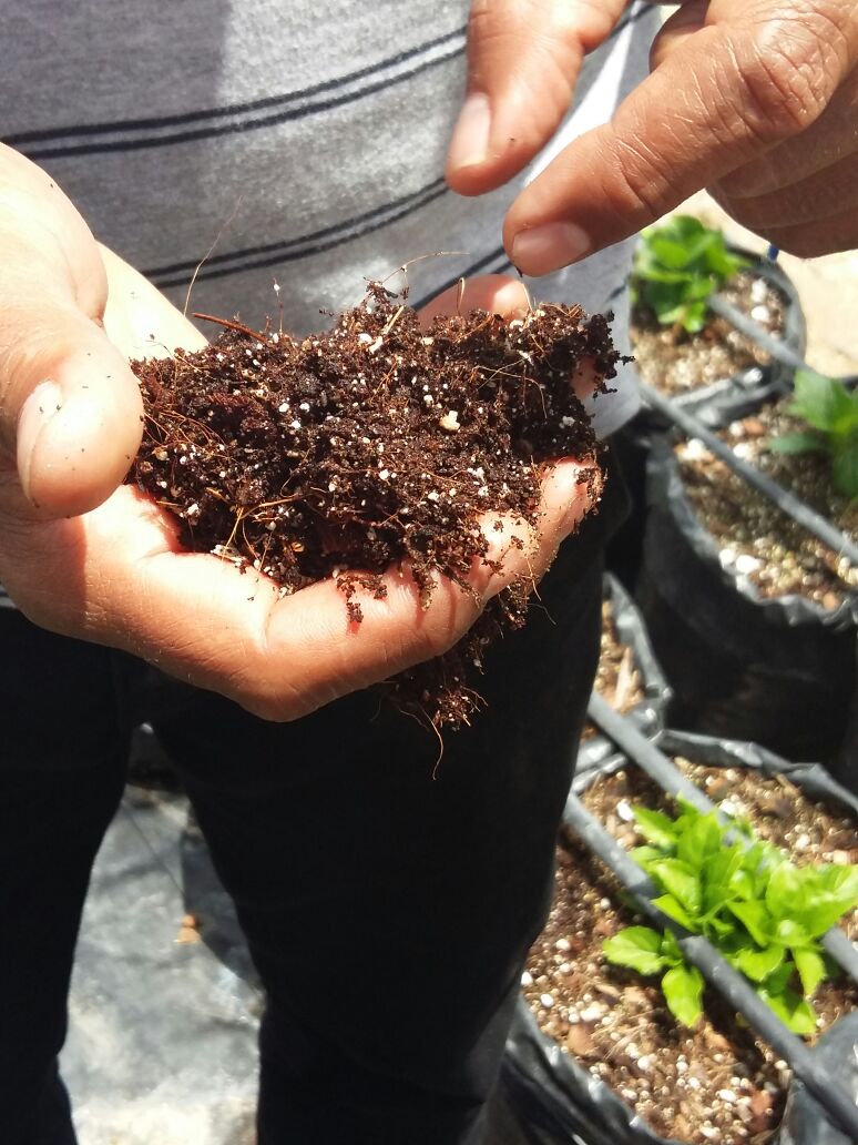SENADI_Ecuador's tweet photo. La #DNOV trabajó con el sector de innovación florícola en el Centro de Experimentación de Desarrollo de Variedades de Hortensias
#IEPIaporta https://t.co/f6zzE1hQpc