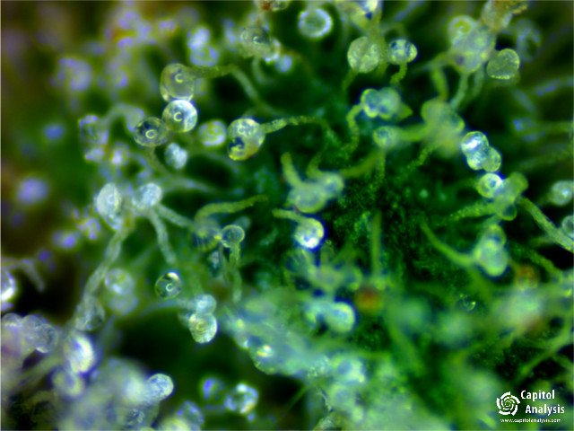 capitolanalysis's tweet photo. #knightshemplar #blueberryblast #powerkush #newyorkpurplediesel #newyorkpurplediesel #captiolanalysis #cannabisindustry #cannabis #marijuana https://t.co/2eQM2czrpf