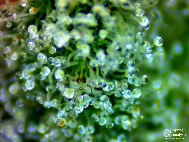 capitolanalysis's tweet photo. #knightshemplar #blueberryblast #powerkush #newyorkpurplediesel #newyorkpurplediesel #captiolanalysis #cannabisindustry #cannabis #marijuana https://t.co/2eQM2czrpf