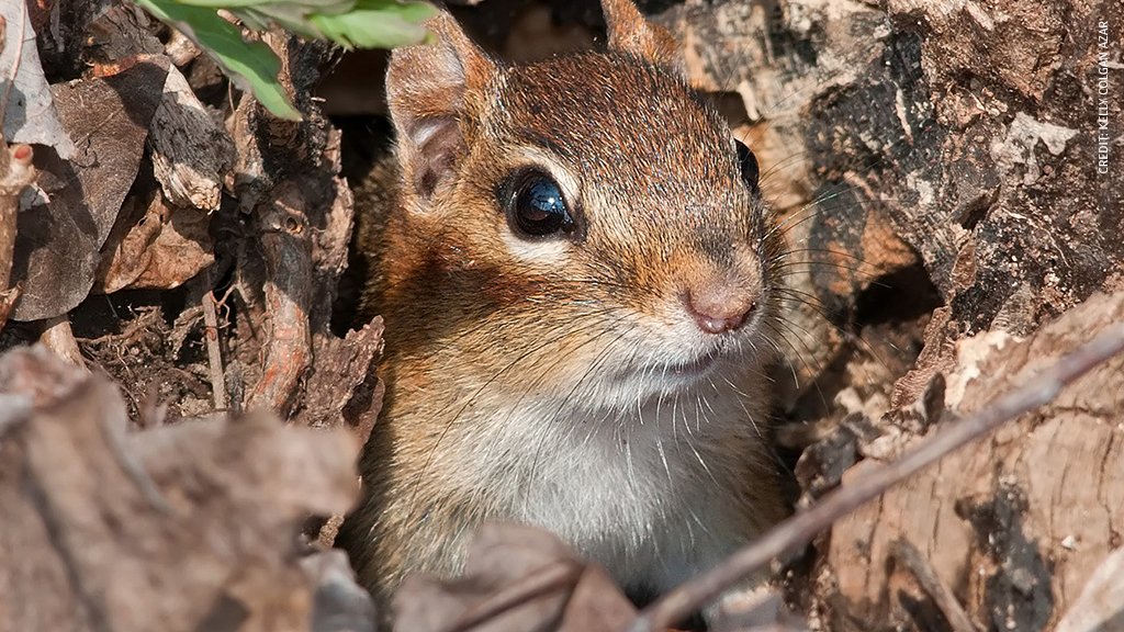NWF's tweet photo. Put down that rake. Leave those leaves. Wildlife will thank you! Here's 6 reasons to avoid yard work this fall: https://t.co/dVEBkUkvVL https://t.co/xq0EUfpElh