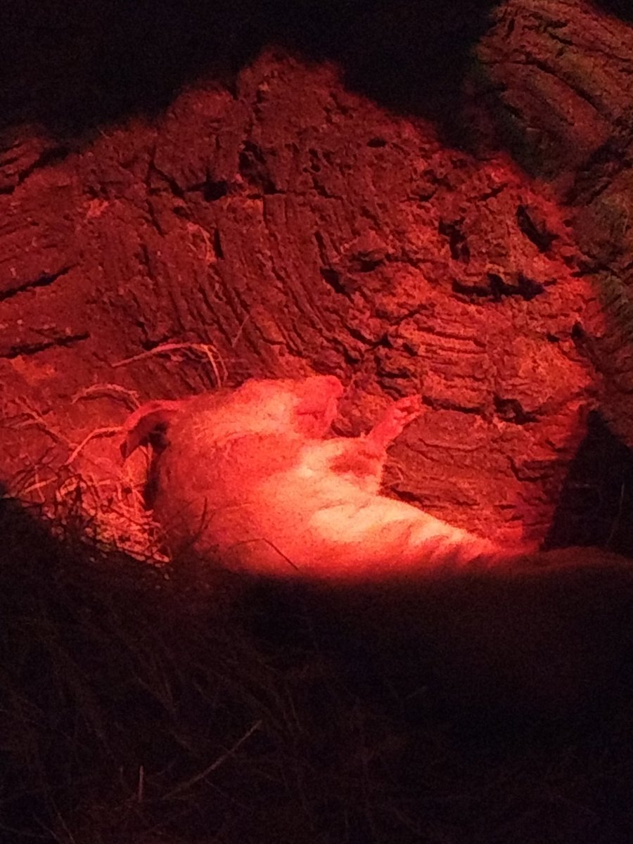 HannaSumrall's tweet photo. @TAMUGVertBiol Mammal! Common name: Madagascar Giant jumping rat Scientific name: Hypogeomys antimena https://t.co/2XQ3AuIihy