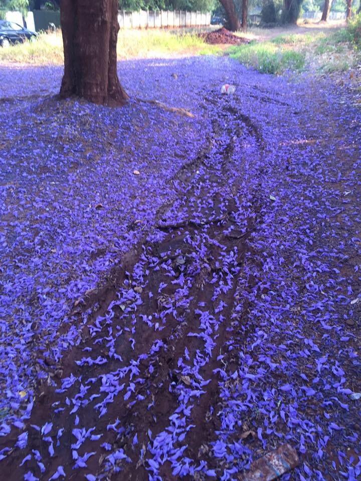 Destination_Zim's tweet photo. Tracks in the purple mud #Harare #jacarandas #VisitZimbabwe #NigelWilson https://t.co/faFetho4mc