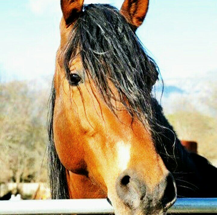 YCdlCastillejos's tweet photo. Huracán III, 50% hispanoarabe
#yeguadacerrodeloscastillejos #caballos #semental #hispanoarabe #fotografiaecuestre https://t.co/NcyVXsAvbV
