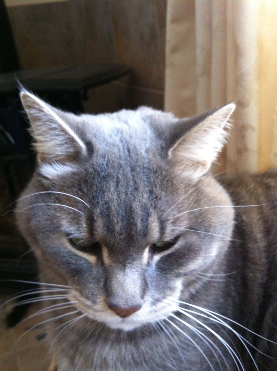blushingpony's tweet photo. Missing 1 week, grey tabby BORIS take to Coach Hill Vet or Western 24h Vet if found #BringBorisHome #springhaven #aspenwoods #yycpetrecovery https://t.co/yo0m2CPETa