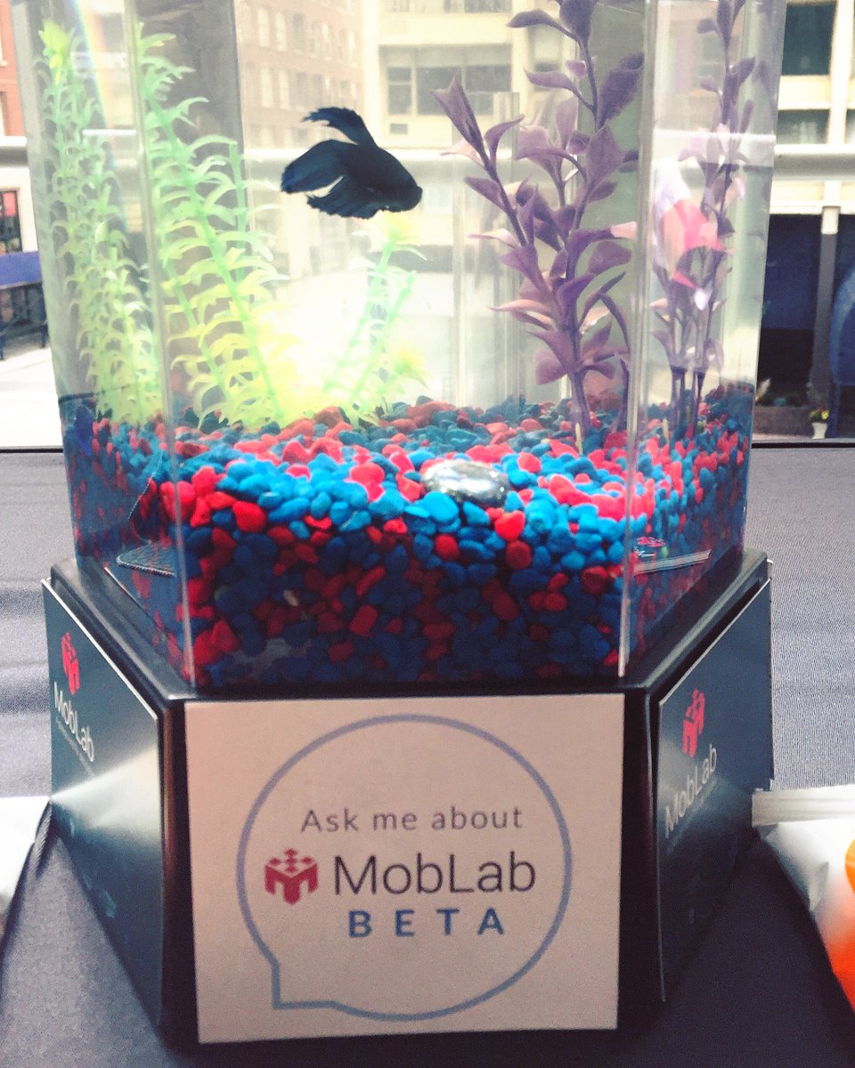 MobLab's tweet image. We brought a friend to @MacmillanEcon #EconEd17. A @MobLab betta fish at a #teachecon #econconference? See it for yourself! #MobLabBeta