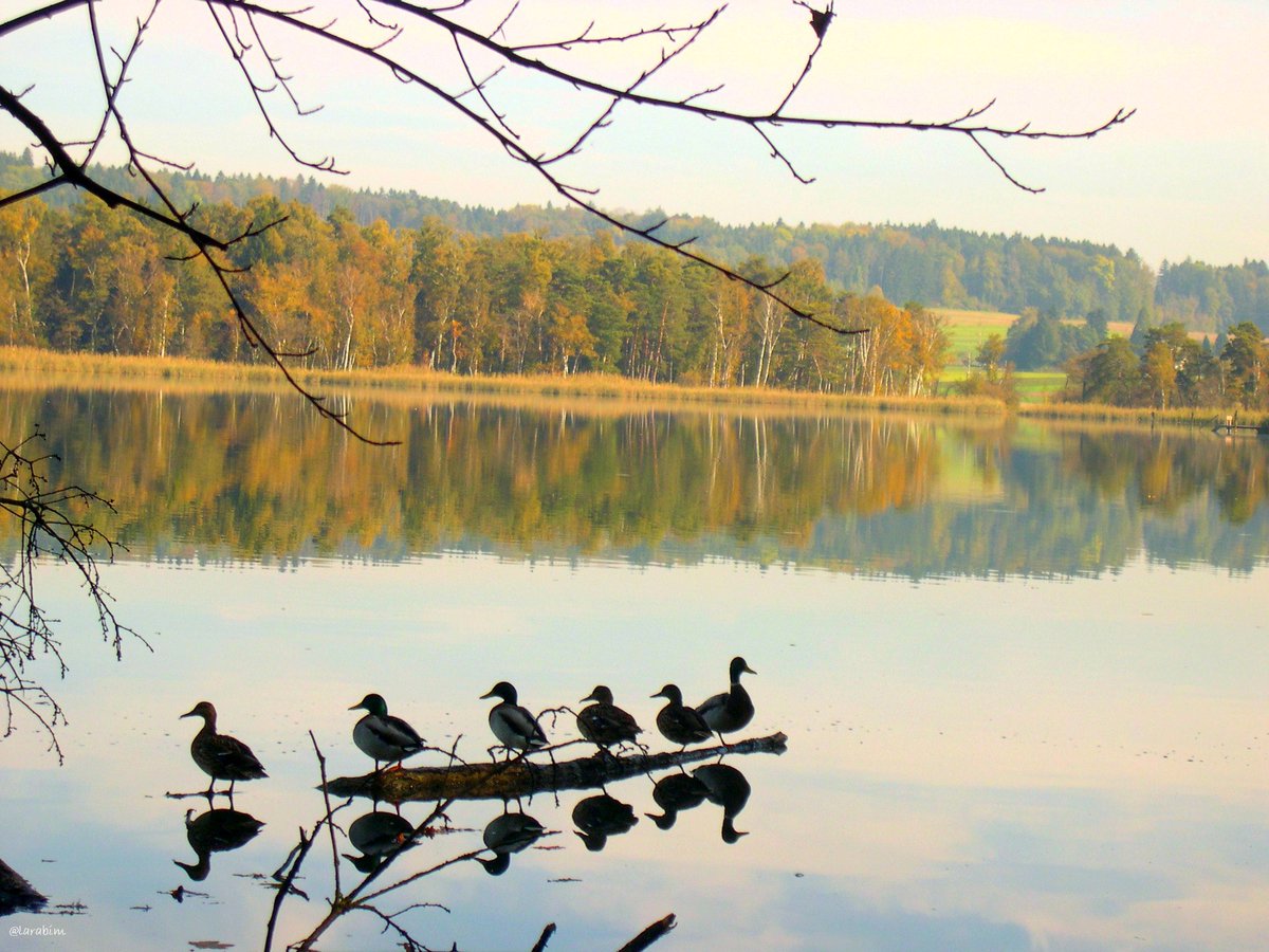 Soloporhhoy's tweet photo. #Katzensee Ruhe https://t.co/7yZABj5biZ