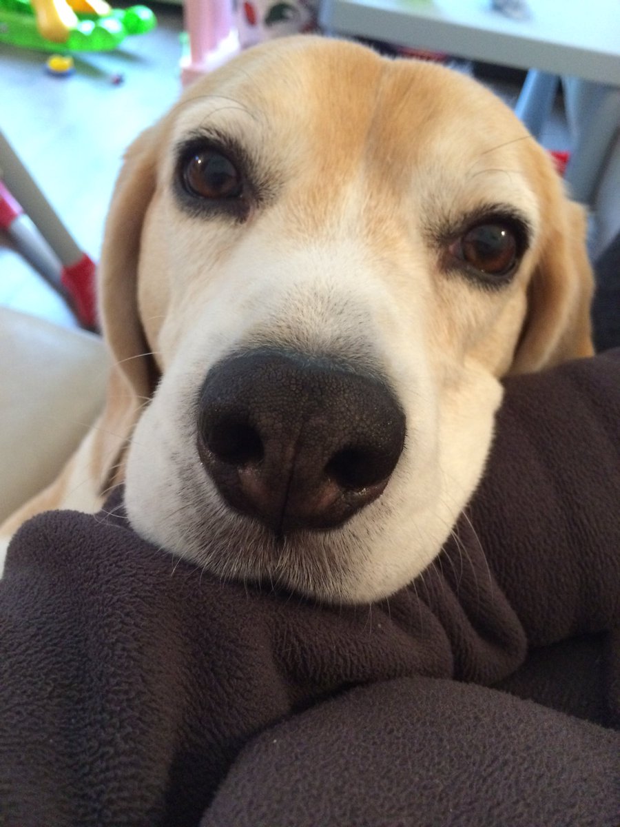 Indy_Beagle tweet picture