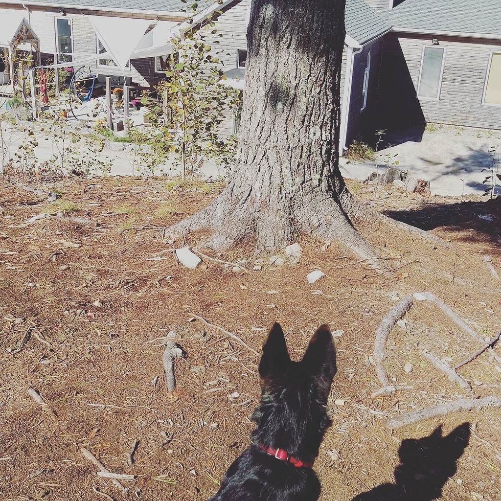 boxingrockbeer's tweet photo. Inspecting the axe throwing grounds. #wildaxe #nscraftbeer #partnership https://t.co/CTGk7ckXUm https://t.co/nbuaNtHitF
